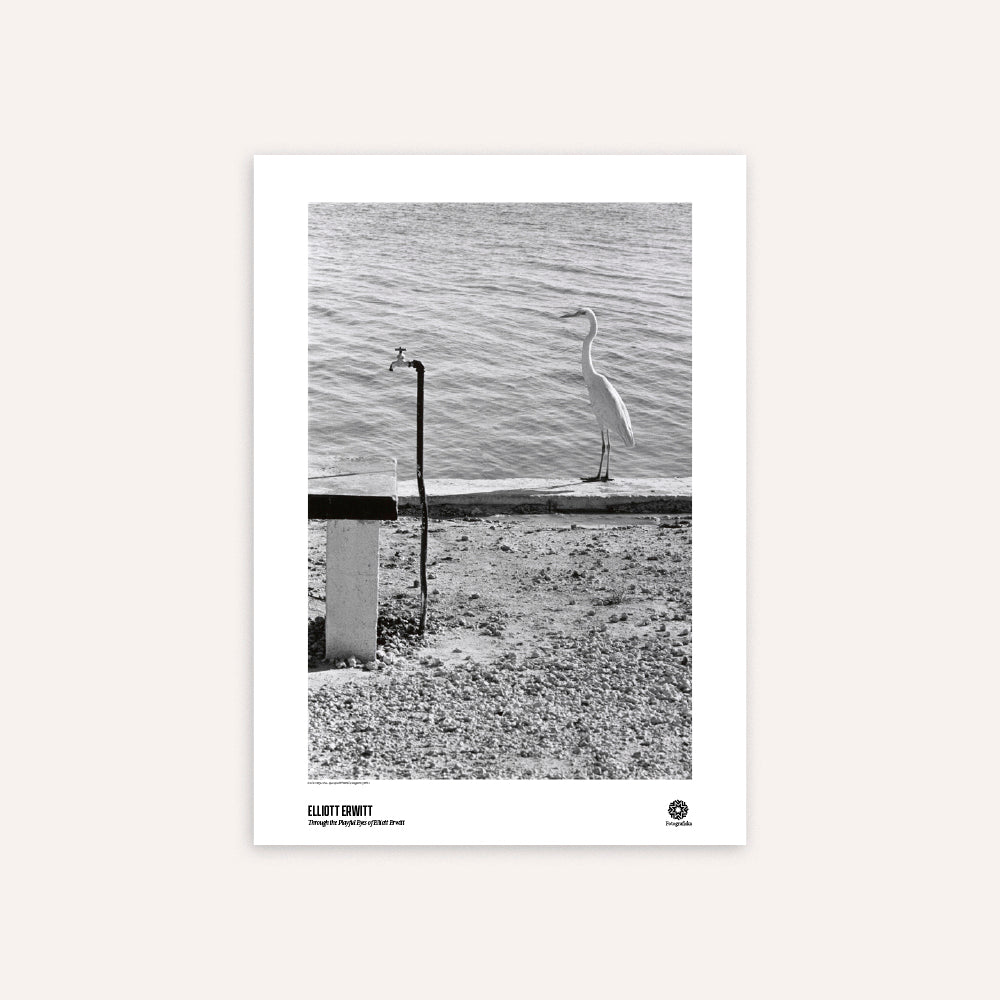 Poster of a black and white photograph of a bird on a dock with water in the background.