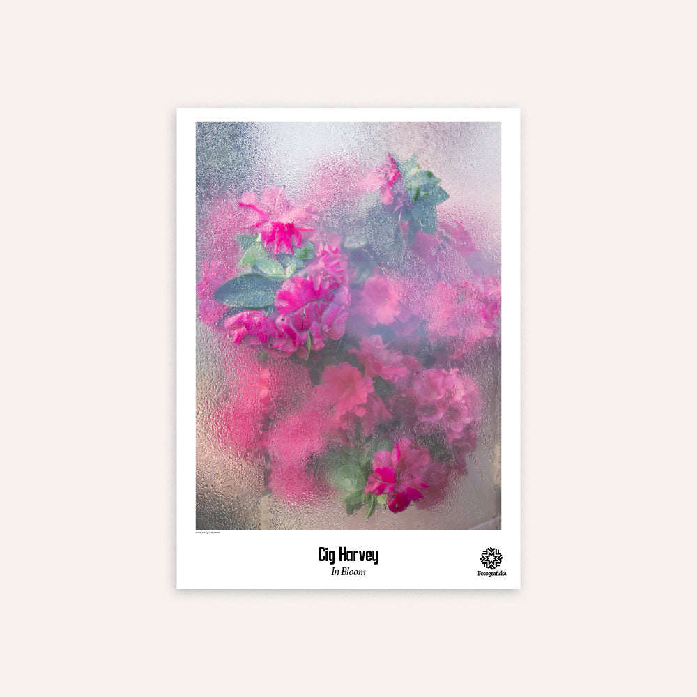 Azaleas Pressing Poster