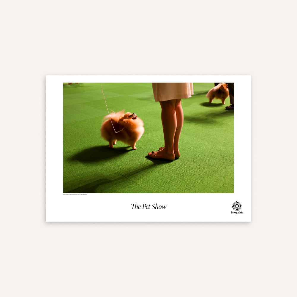 Double Pomeranian Poster